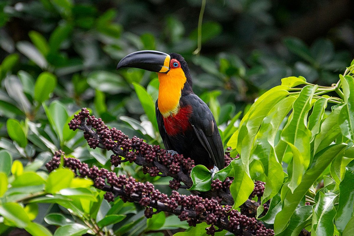 Aves frugívoras dispersam sementes e ajudam a manter florestas vivas