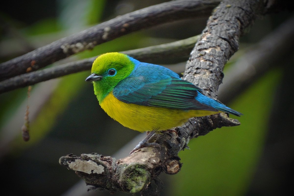 Bandeirinha: ave verde e amarelo ajuda a regenerar florestas brasileiras