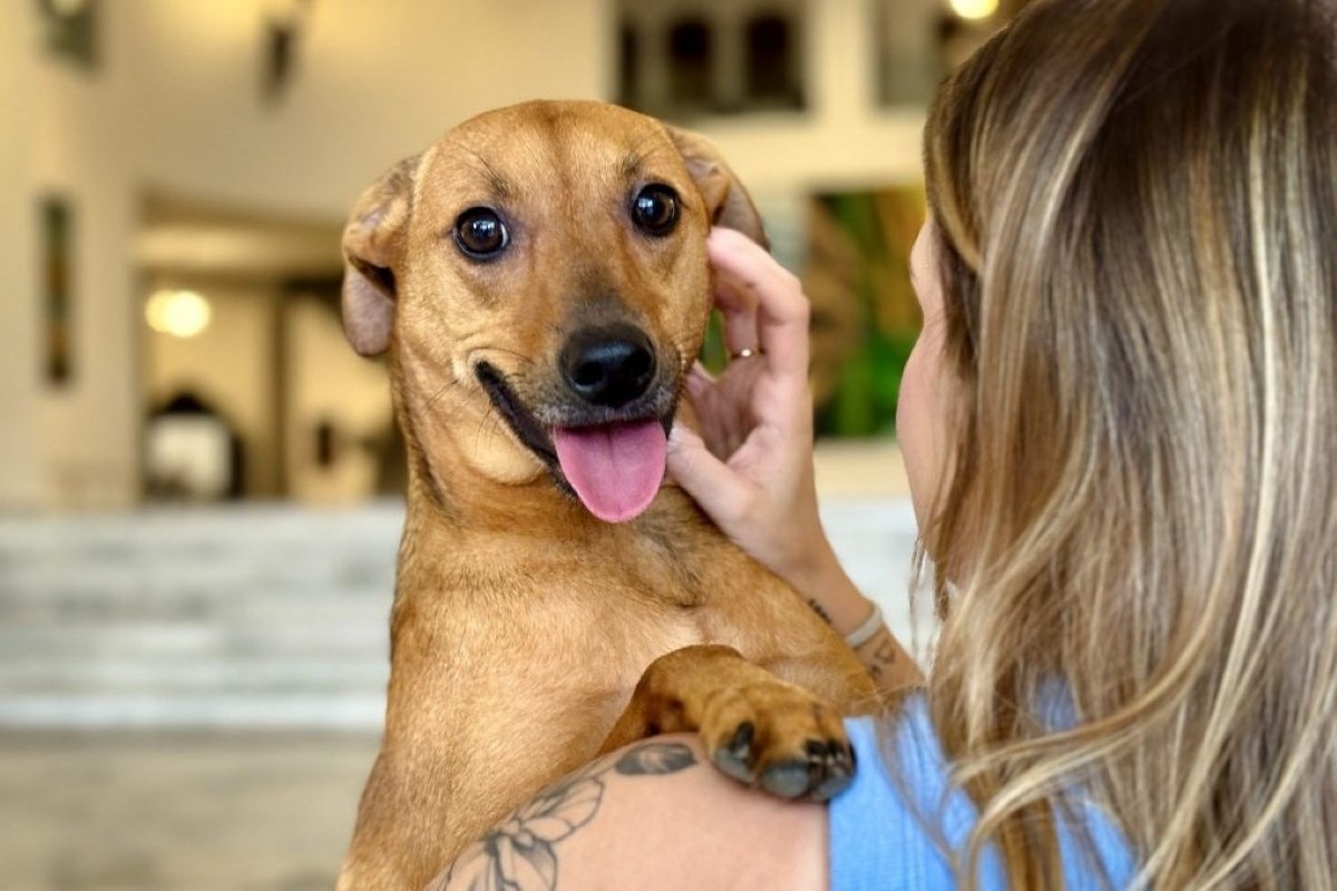 Produtos de limpeza com amônia e hipoclorito podem intoxicar os pets