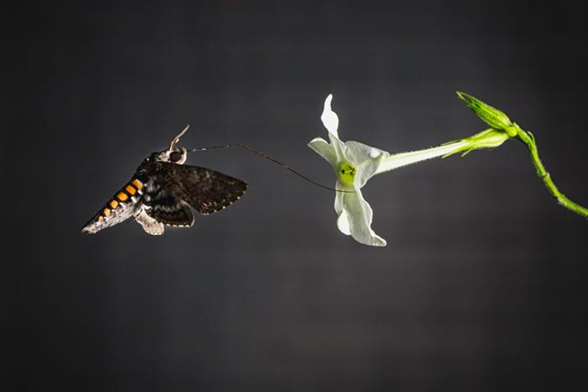 Mariposas usam as asas para sentir o cheiro de suas plantas preferidas