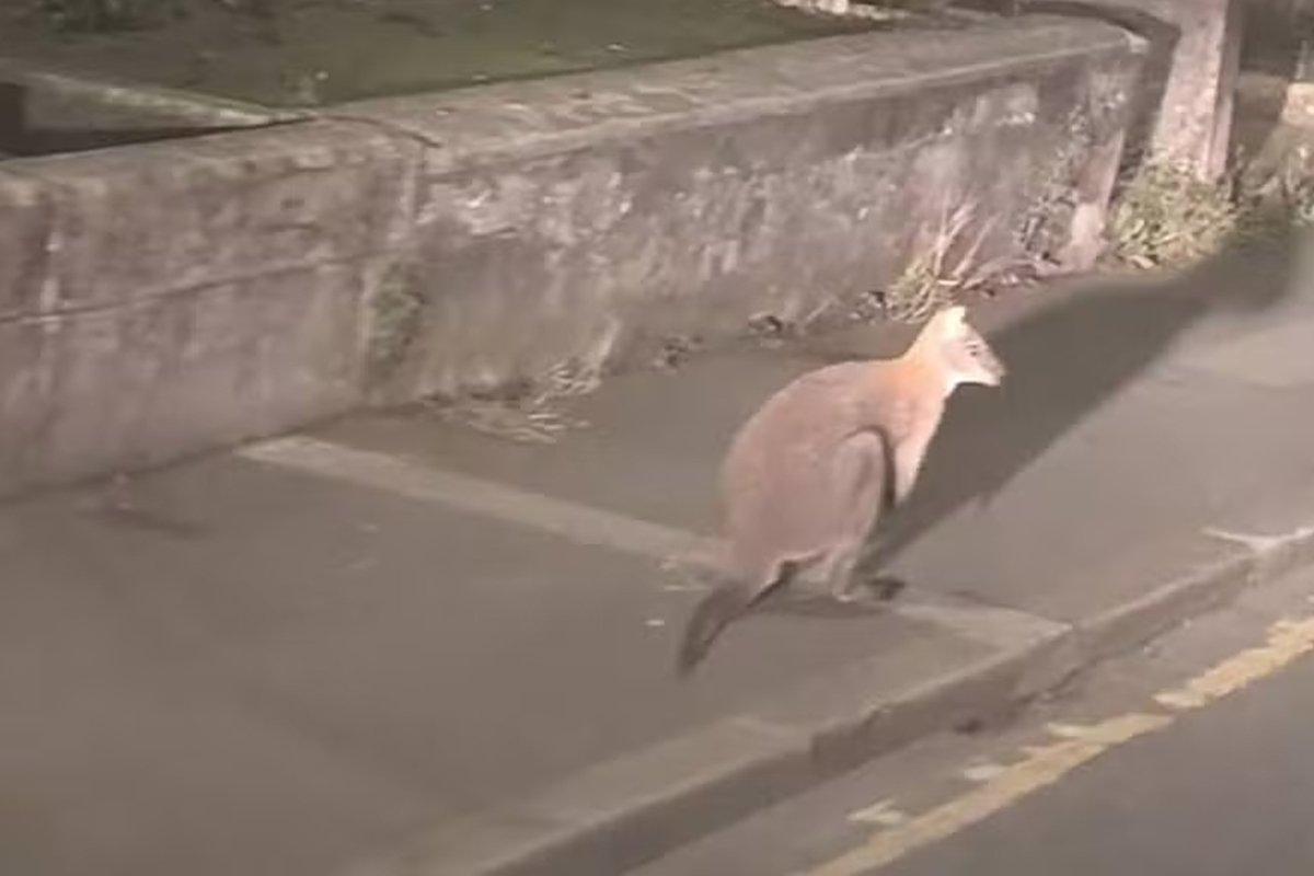 Tá perdido? Típico da Austrália, canguru é visto andando no Reino Unido